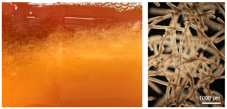 iPS細胞を培養中の細胞ファイバ