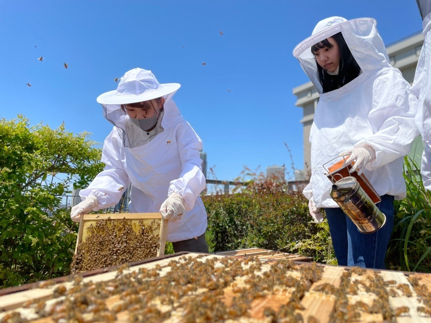キャンパス屋上での養蜂活動