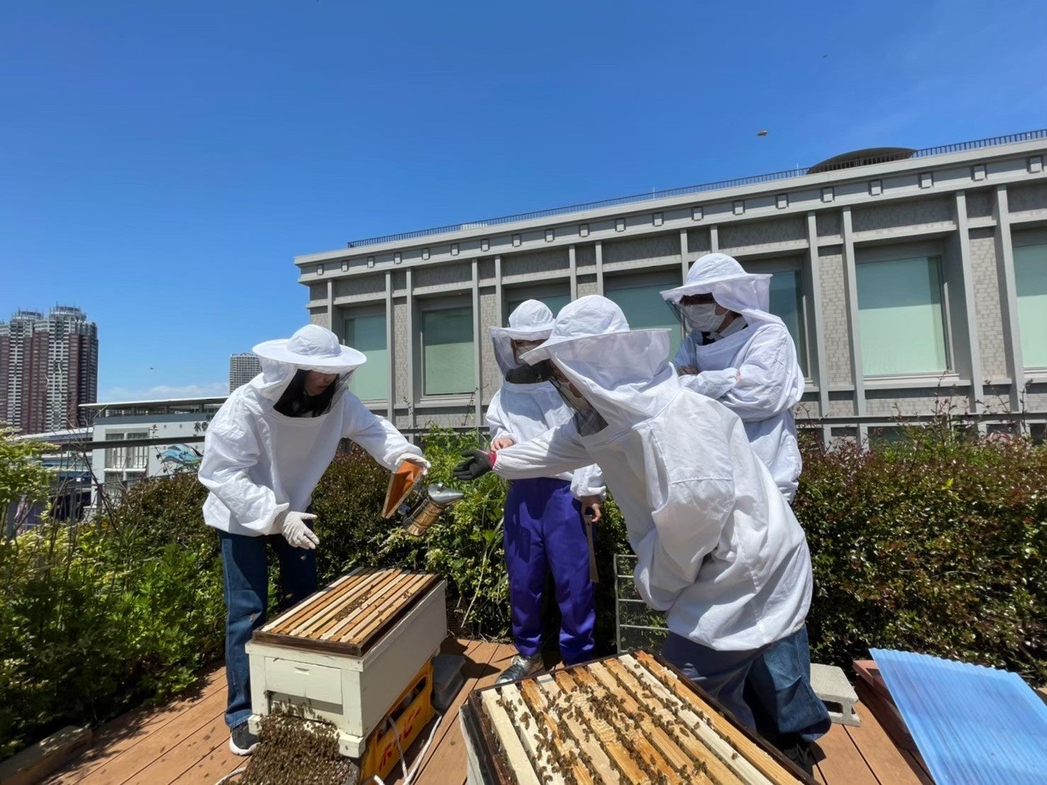キャンパス屋上での養蜂活動