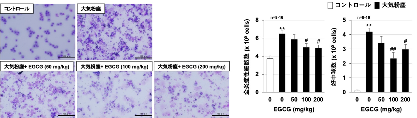 好中球やマクロファージなどの炎症性細胞が染色されている。