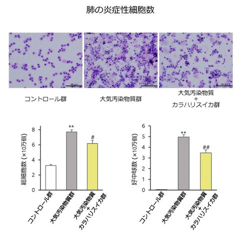 図1：マウスの肺の炎症性細胞 ※炎症性細胞を紫色に染色しています