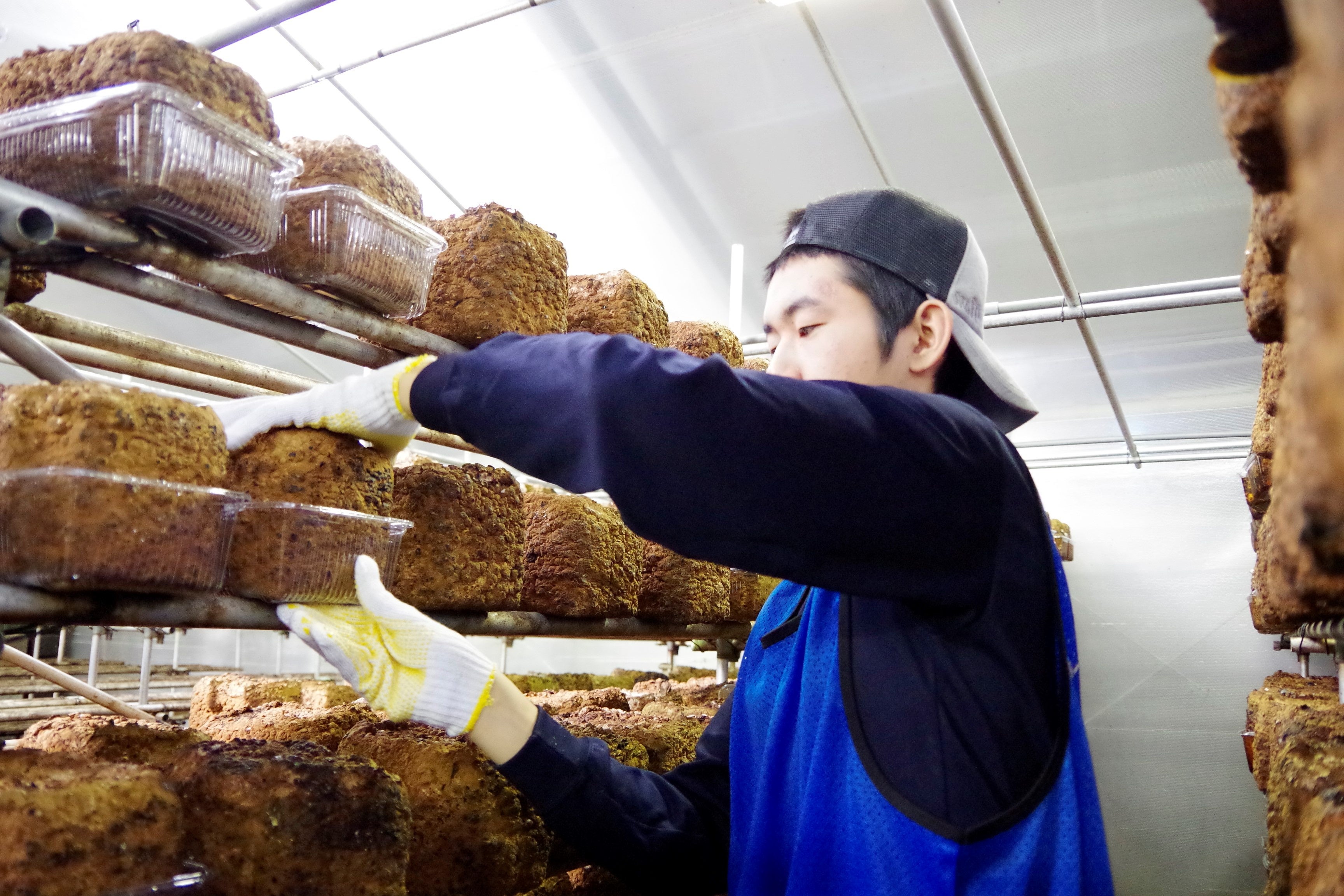 地域で農業を体験し、産業や文化等を学び、地域活性化に向けて提言を行う（写真：シイタケの菌床の手入れの様子）