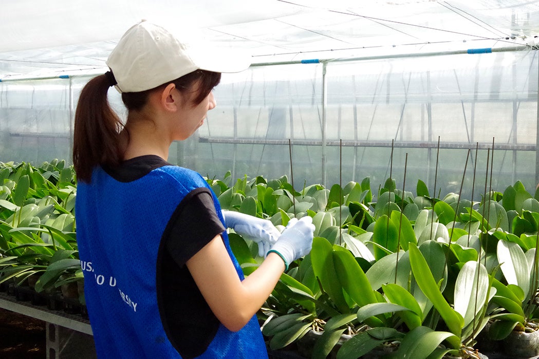 4年ぶりに対面で阿南市加茂谷地区でのFSを再開する（写真：胡蝶蘭の手入れを行う様子）