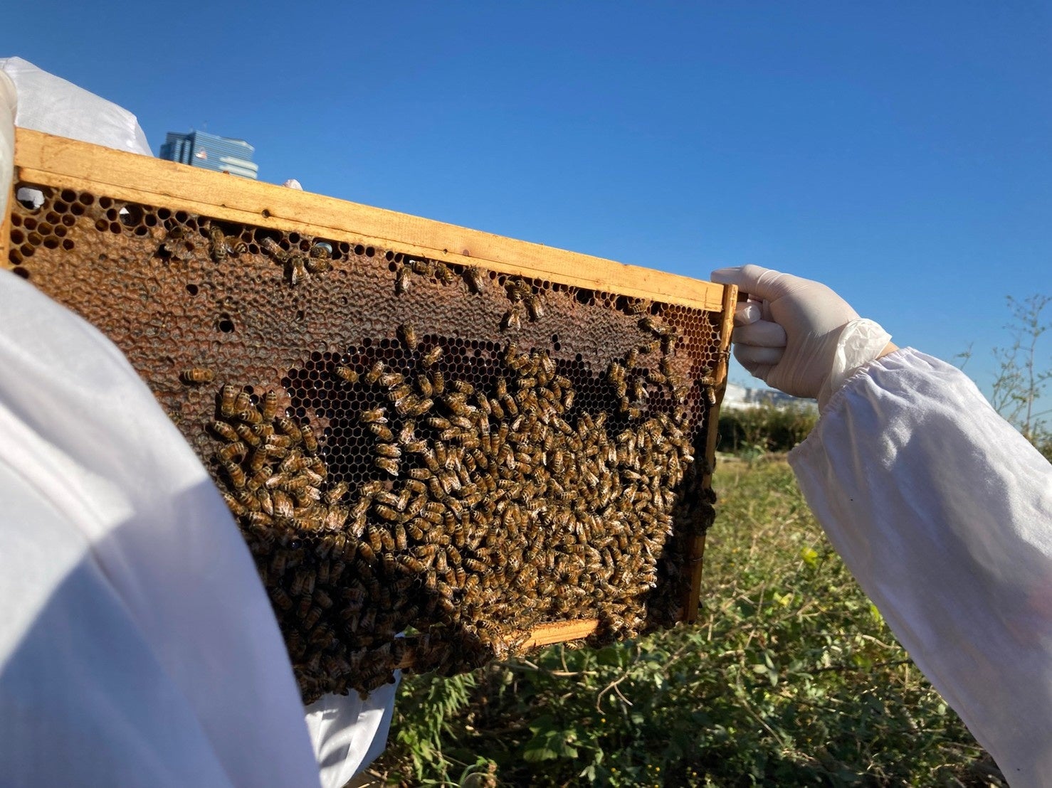 ミツバチが有明地区の花蜜を集めている