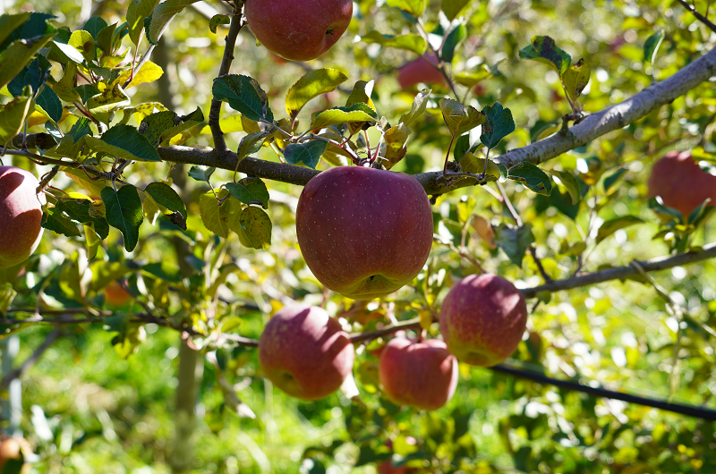 信州産りんご