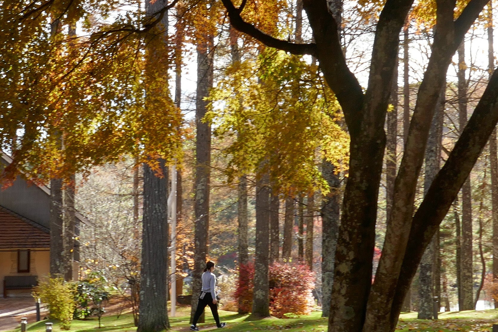 テレワーク中の運動（散歩）