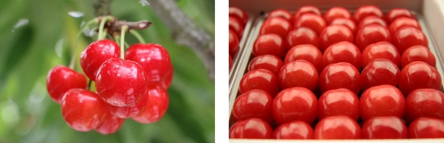 「東根さくらんぼ」（佐藤錦）