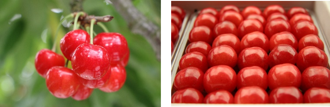 「東根さくらんぼ（佐藤錦）」