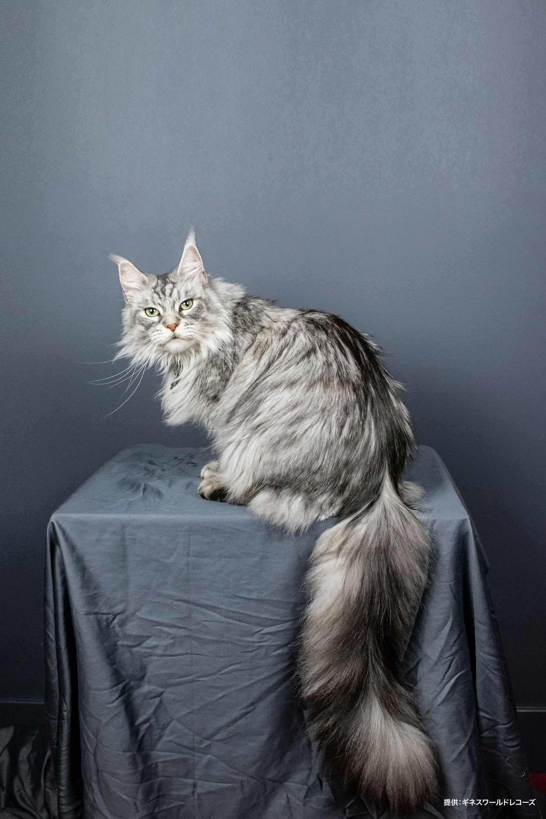 提供：ギネスワールドレコーズ