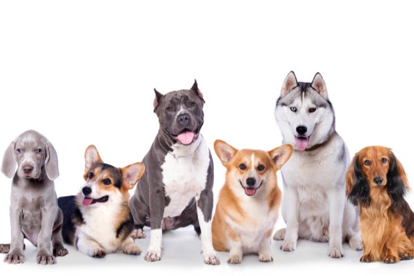 目覚めたとき犬になってたらどうする なりたい犬種ランキング1位は 柴犬 飼い主になってほしい人は 相葉雅紀さん の声が多数 177人アンケート 株式会社plan Bのプレスリリース 目覚めたとき犬になってたらどうする なりたい犬種ランキング1位は 柴犬 飼い主になってほしい人は 相葉雅紀さん の声が多数 177人アンケート 株式会社plan Bのプレスリリース