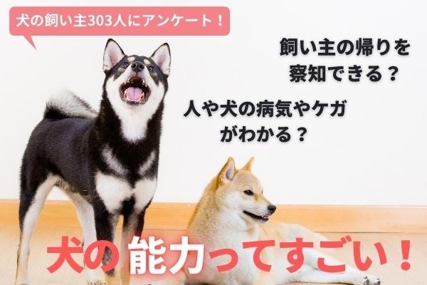 犬の秘めた能力に驚愕 飼い主の帰りを察知する犬は85 1 病気を感知する犬 も 飼い主303人アンケート Inunavi いぬなび 株式会社plan Bのプレスリリース