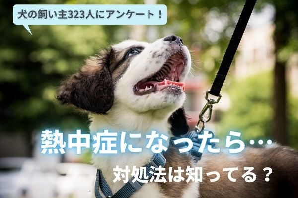 愛犬の熱中症 暑さ対策は大丈夫 暑さ対策をしている飼い主は9割以上だが応急処置を知らない飼い主は も 飼い主323人アンケート 株式会社plan Bのプレスリリース 愛犬の熱中症 暑さ対策は大丈夫 暑さ対策をしている飼い主は9割以上だが応急処置を知らない飼い主は も 飼い主323人アンケート 株式会社plan Bのプレスリリース