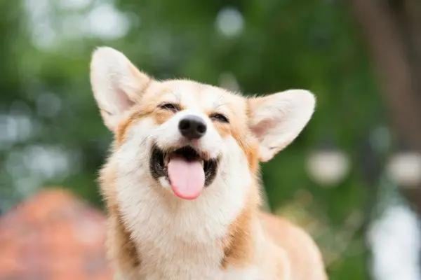 しつけ で愛犬を叩いたことのある飼い主さんは42人 殴る蹴るが虐待だと思ってない人も1割超 飼い主350人アンケート 株式会社plan Bのプレスリリース しつけ で愛犬を叩いたことのある飼い主さんは42人 殴る蹴るが虐待だと思ってない人も1割超 飼い主350人アンケート 株式会社plan Bのプレスリリース