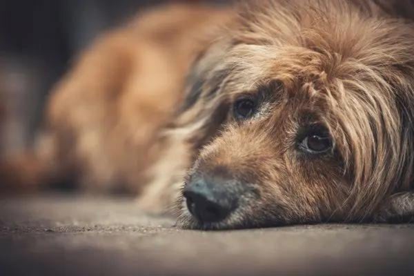 しつけ で愛犬を叩いたことのある飼い主さんは42人 殴る蹴るが虐待だと思ってない人も1割超 飼い主350人アンケート 株式会社plan Bのプレスリリース しつけ で愛犬を叩いたことのある飼い主さんは42人 殴る蹴るが虐待だと思ってない人も1割超 飼い主350人アンケート 株式会社plan Bのプレスリリース