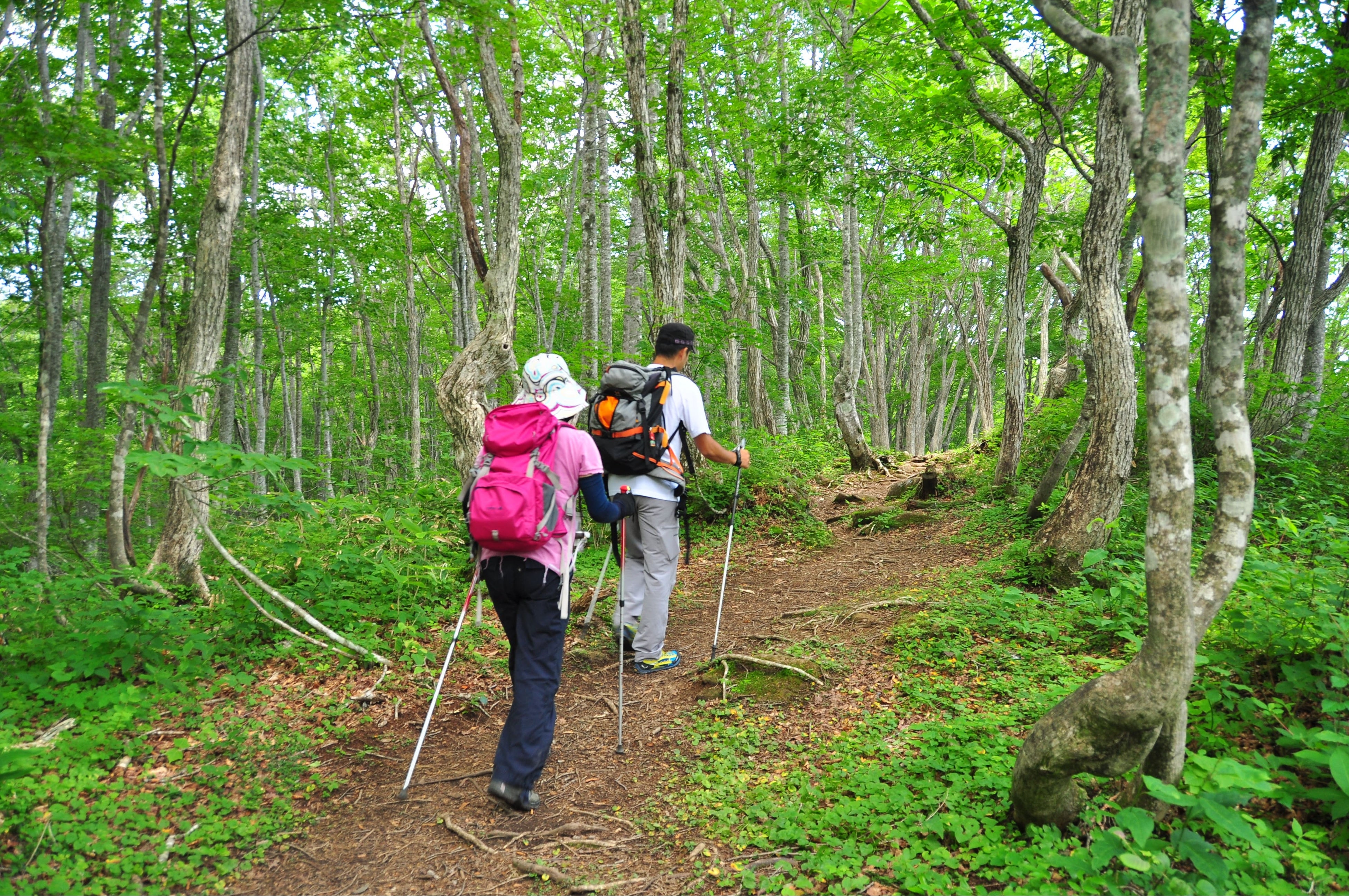 ねずこの森の散策路