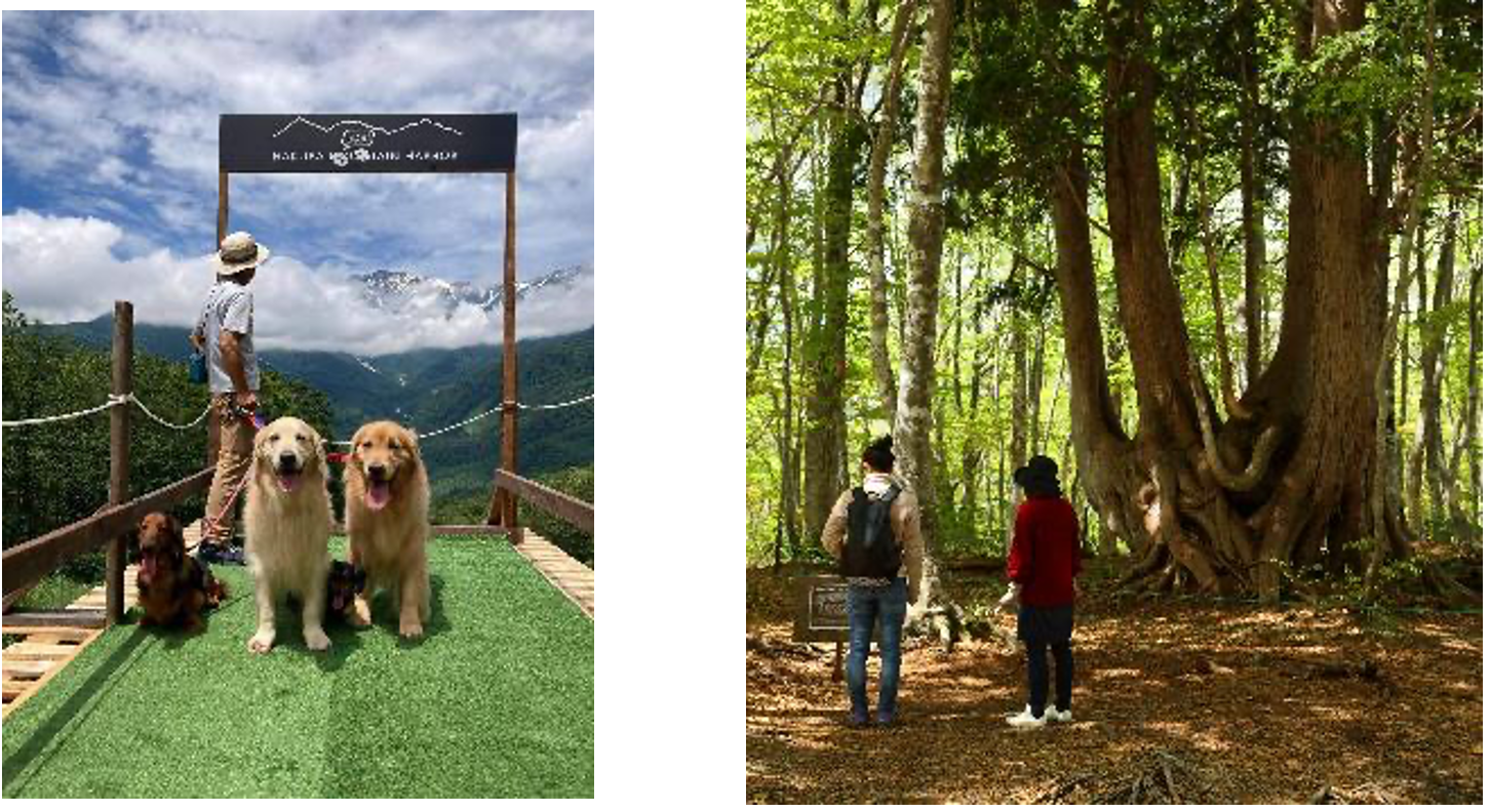 （左）HAKUBA WAN！TAIN HARBOR（イメージ）（右）ねずこの森