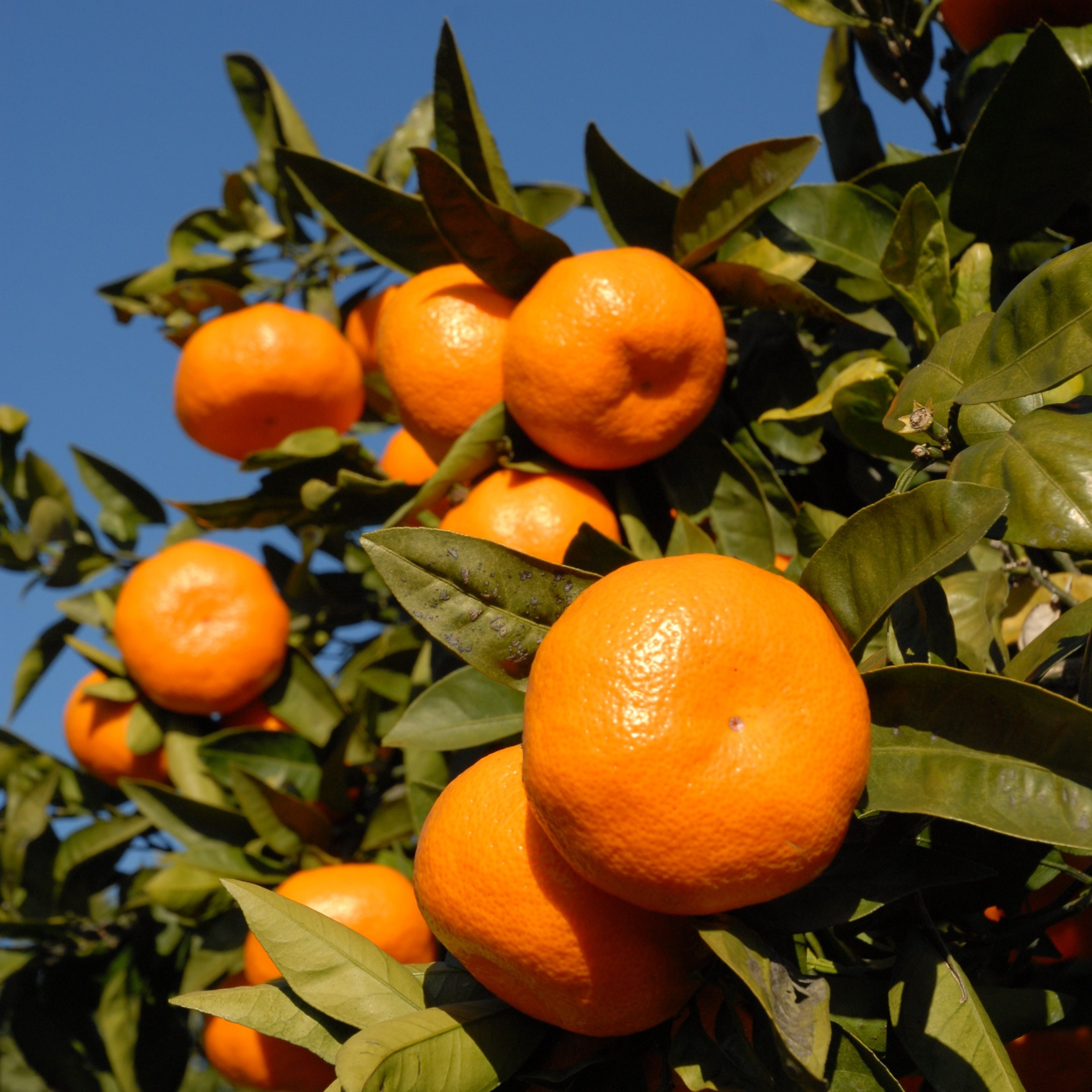 みかん(イメージ)