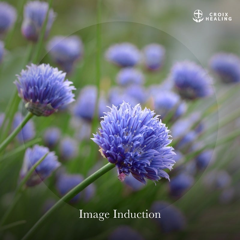 Image Induction