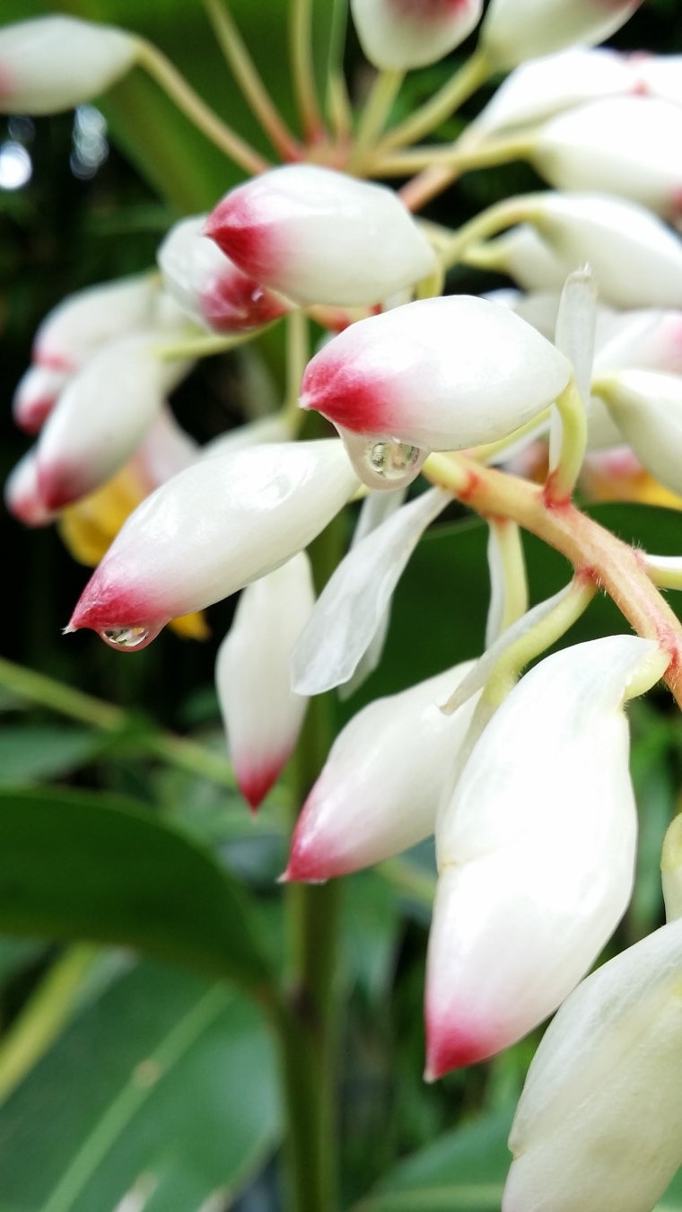 月桃の花