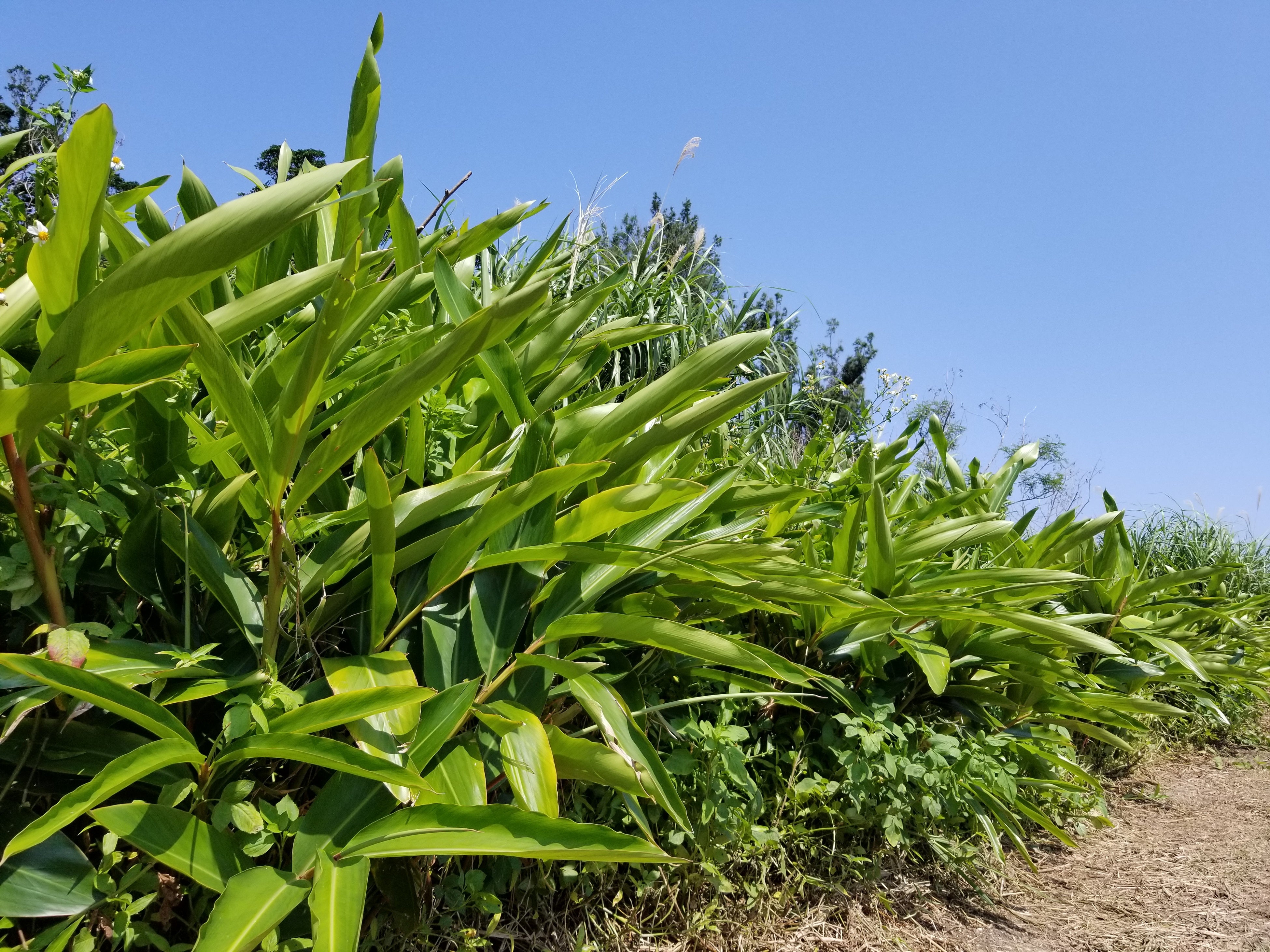 月桃の農園風景