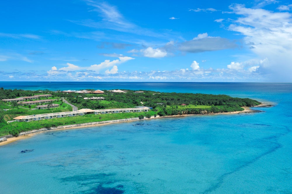 沖縄小浜島産サンスベリア最長120センチ前後