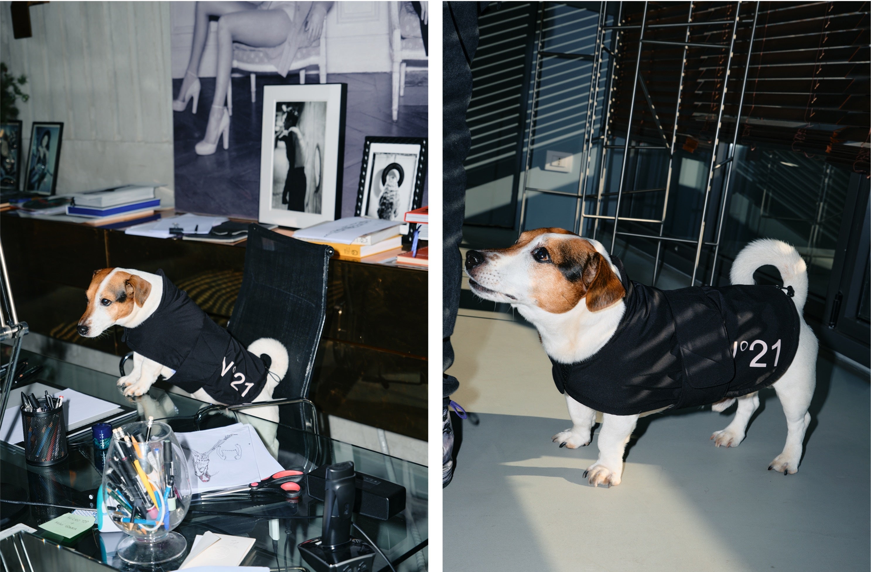 N21】「ガラージュ ヴェントゥーノ」からペットウェアが初登場 | 株式