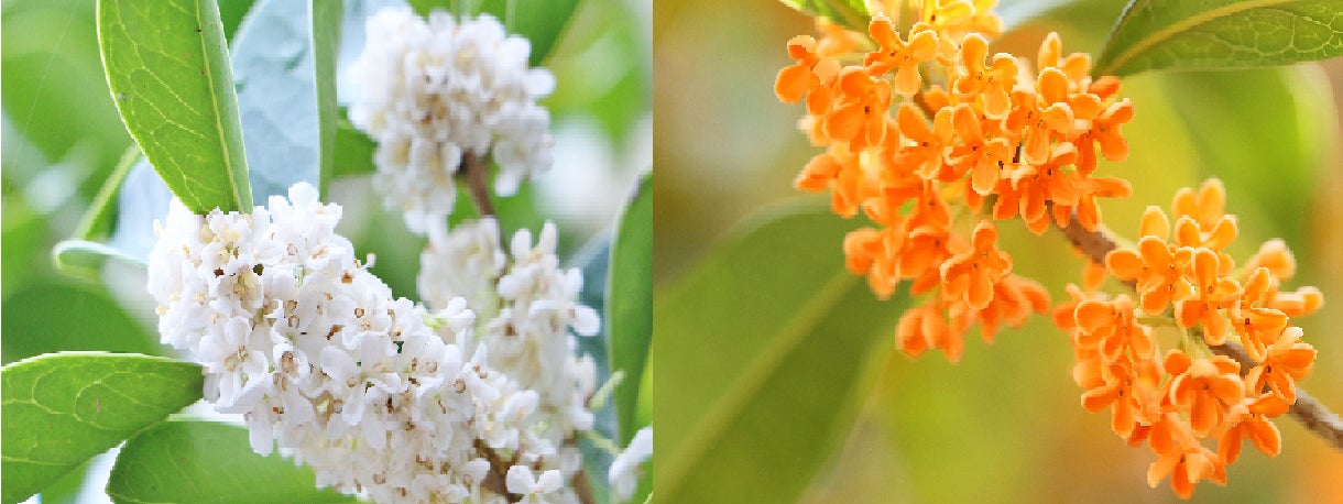 金木犀ではなく 銀木犀 よーじやから はんどくりーむ ギンモクセイ 数量限定で発売 株式会社よーじやのプレスリリース 金木犀ではなく 銀木犀 よーじやから はんどくりーむ ギンモクセイ 数量限定で発売 株式会社よーじやのプレスリリース