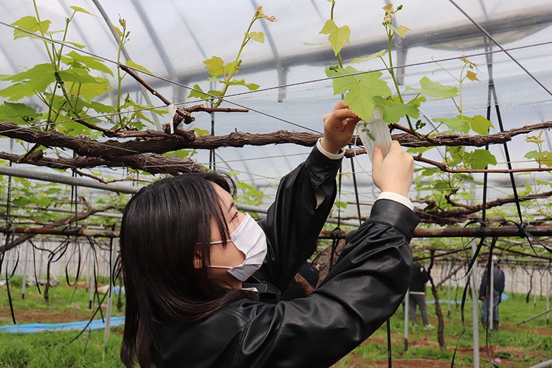 ぶどうの房１つひとつに手作業でジベレリン処理を施していきます