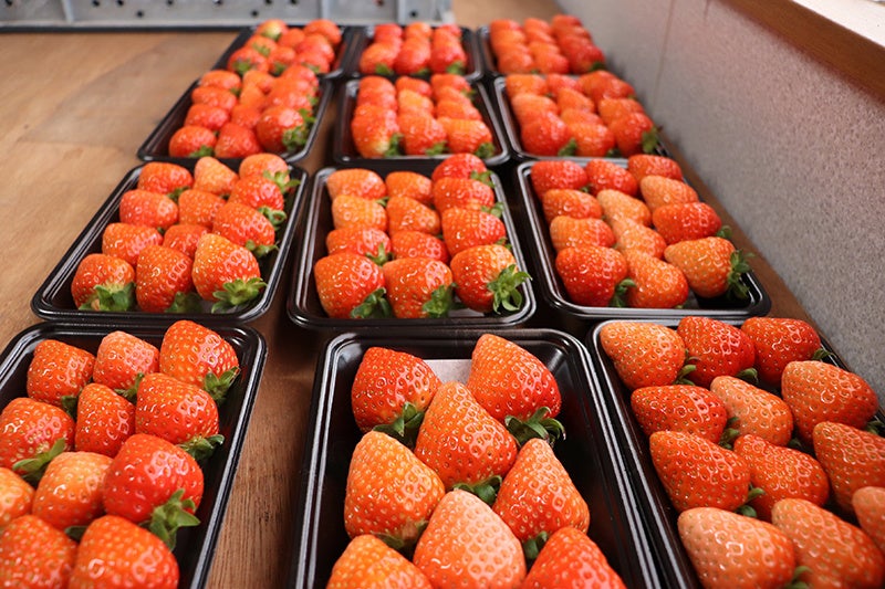 きれいに積められて出荷を待ちます