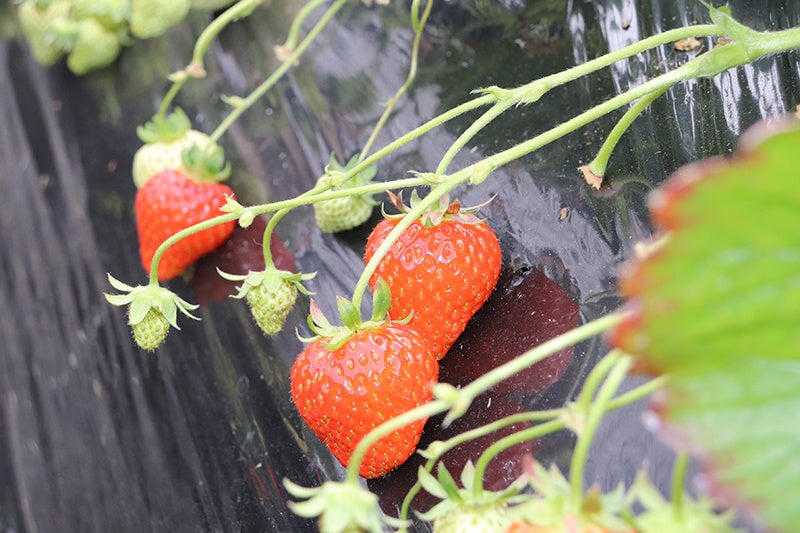 島根県オリジナル品種「おくに」