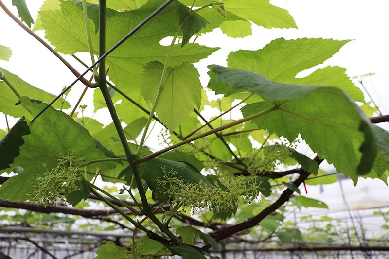 加温されたハウス内でぶどうの花が咲いています