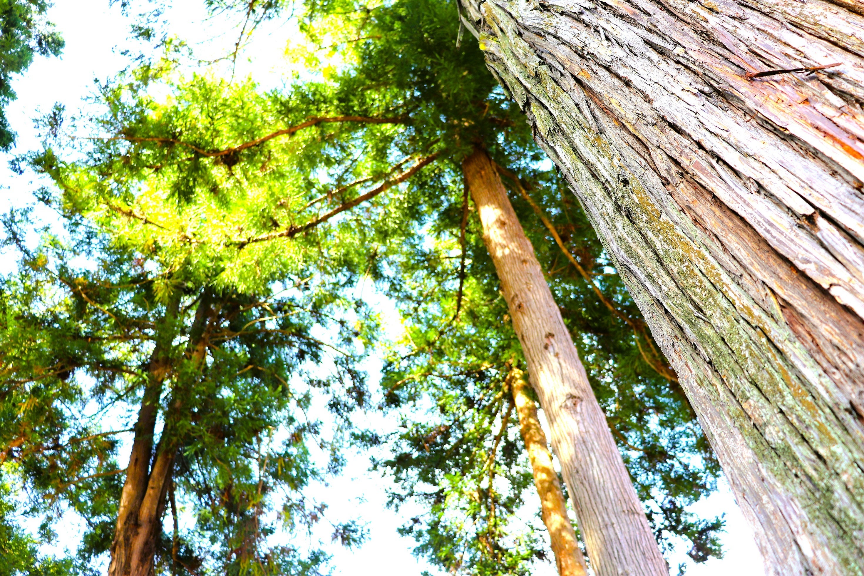 ヤマタノオロチの八つの首を埋めたとされる八本杉