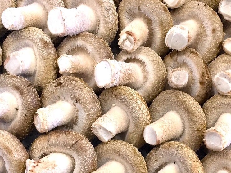 肉厚の食感が人気の菌床しいたけ「サンマッシュ」