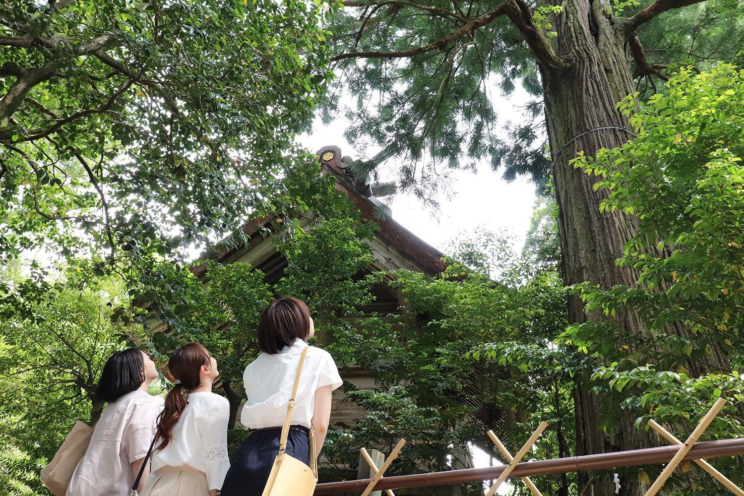 須佐神社　御神木