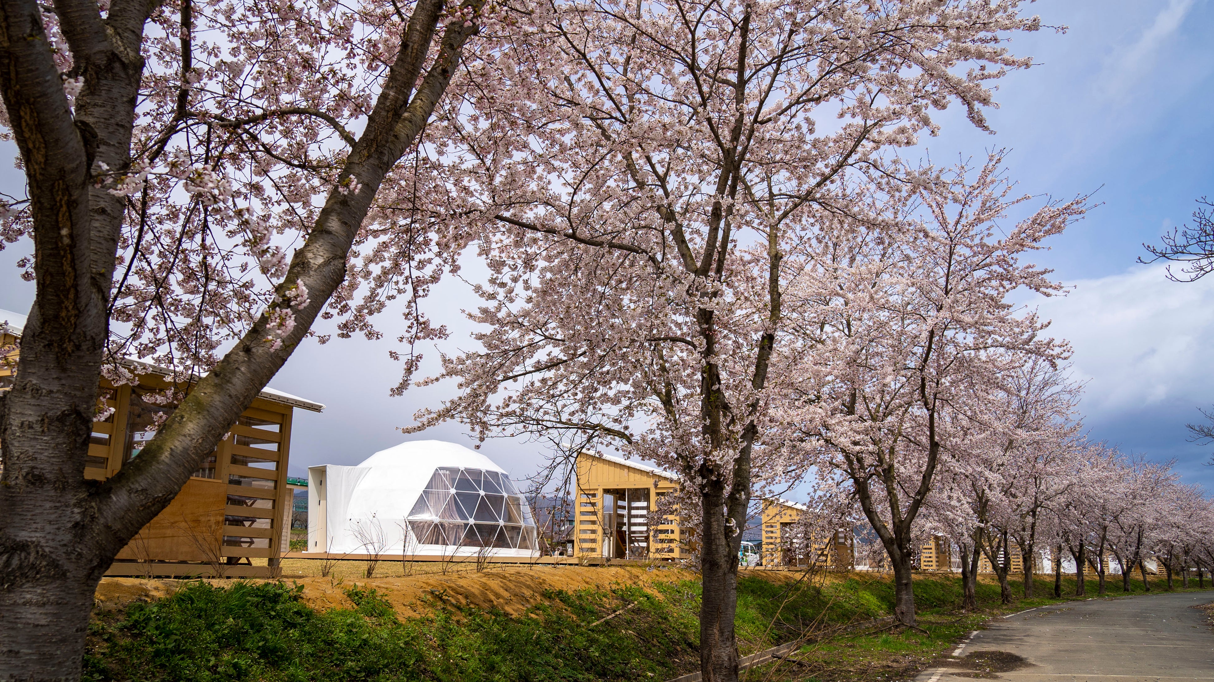 最上川沿いの桜並木