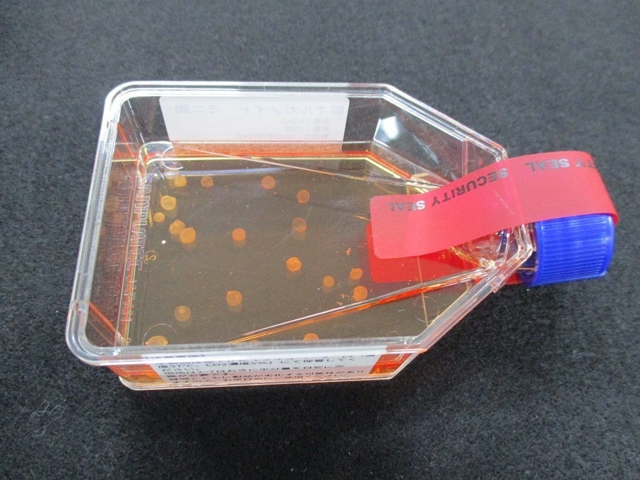 ミニ腸の提供時の状態（細胞培養用フラスコに入ったミニ腸）