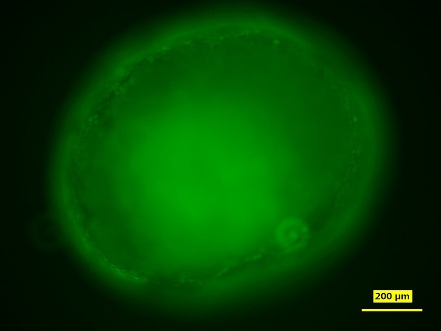 試薬を腸表面に投与