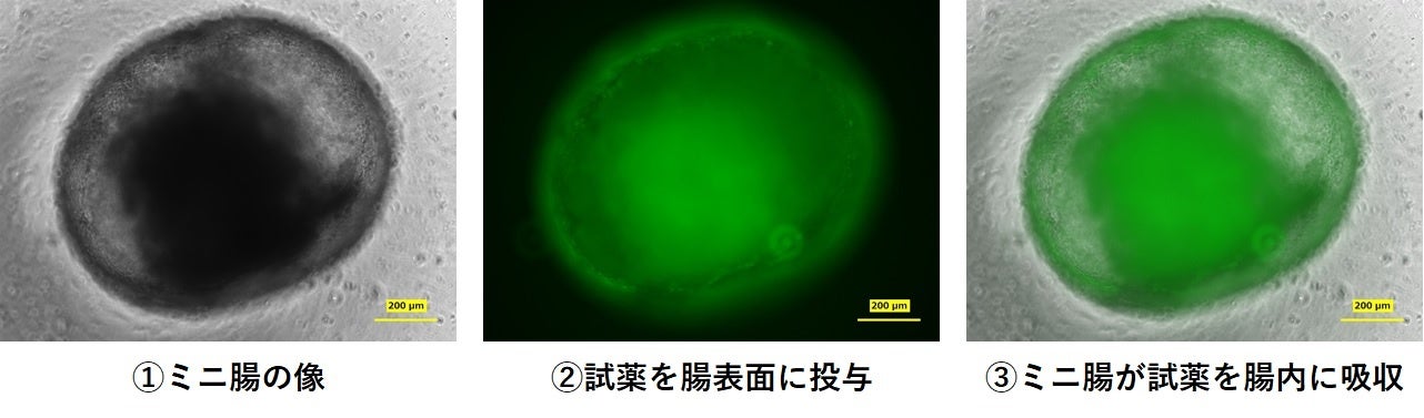 ミニ腸を用いた標識試薬(緑)の吸収反応の観察画像