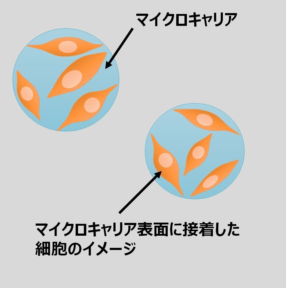 マイクロキャリアの培養イメージ