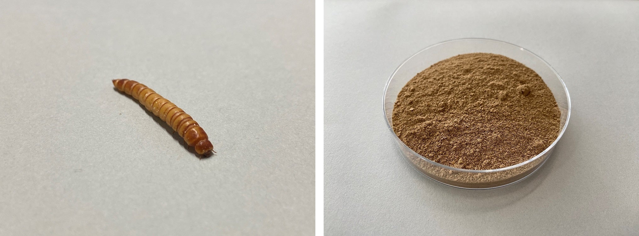 乾燥ミールワーム（左）と飼料として使われるミールワームの粉末（右）