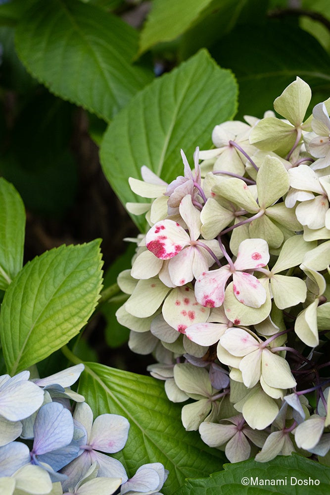 土性愛美さん「BREATHE」より