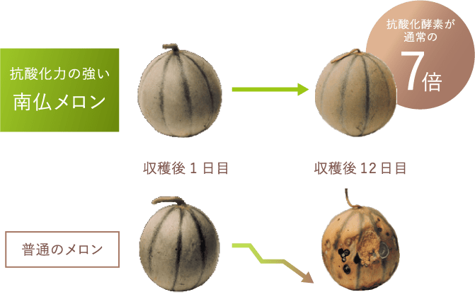 研究分野