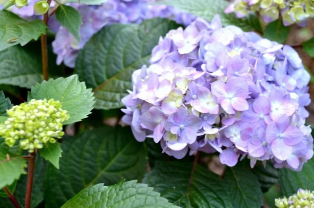 2023年宗吾霊堂あじさいまつり写真　　2024年開催日2024年06月02日　～　2024年06月23日