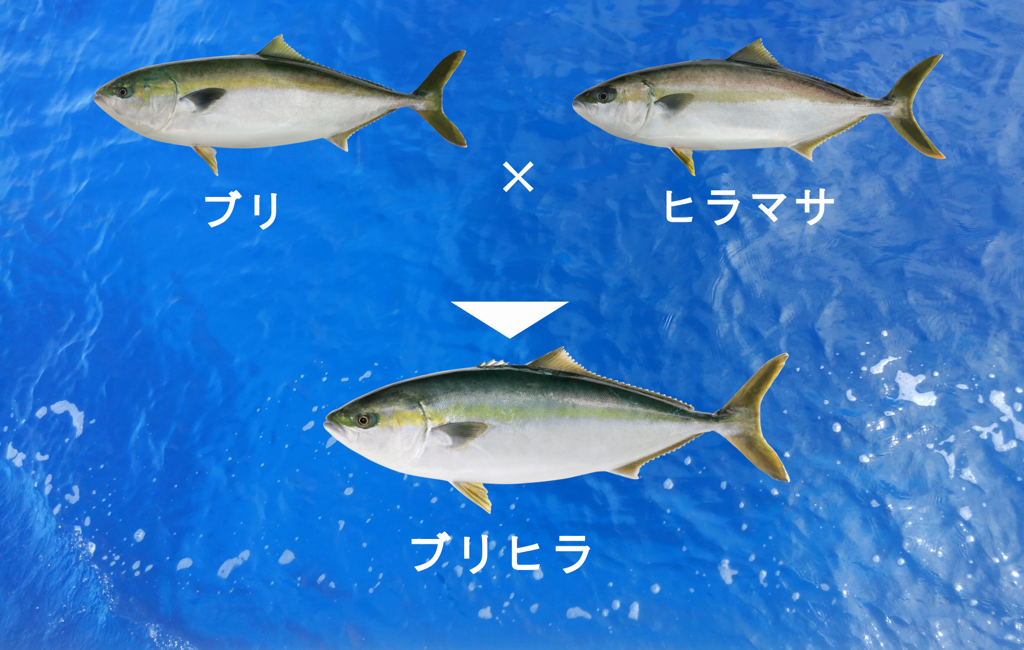 近畿大学の養殖技術で生まれたハイブリッド種「ブリヒラ」にニチレイ