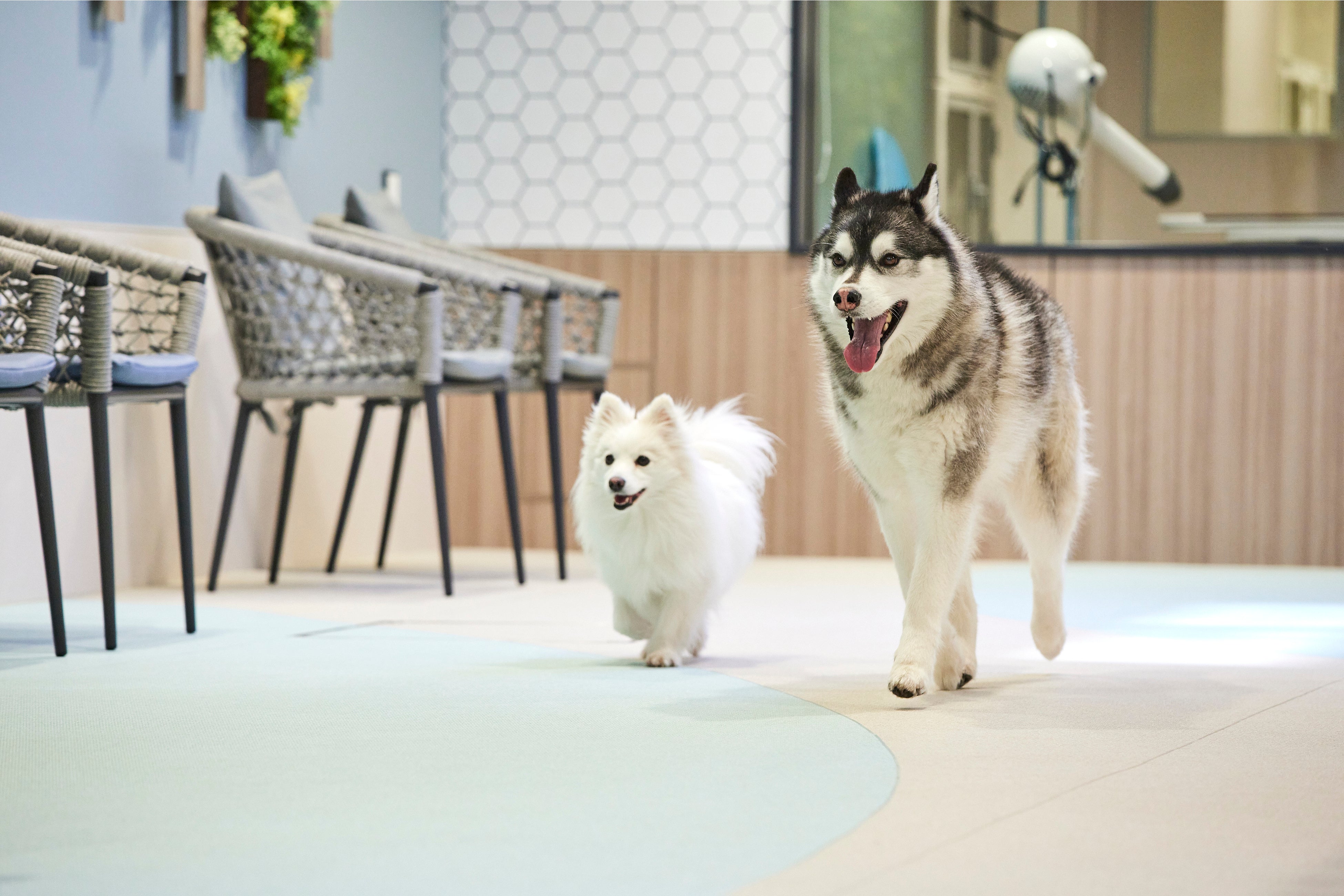 inumo芝公園　ドッグランイメージ