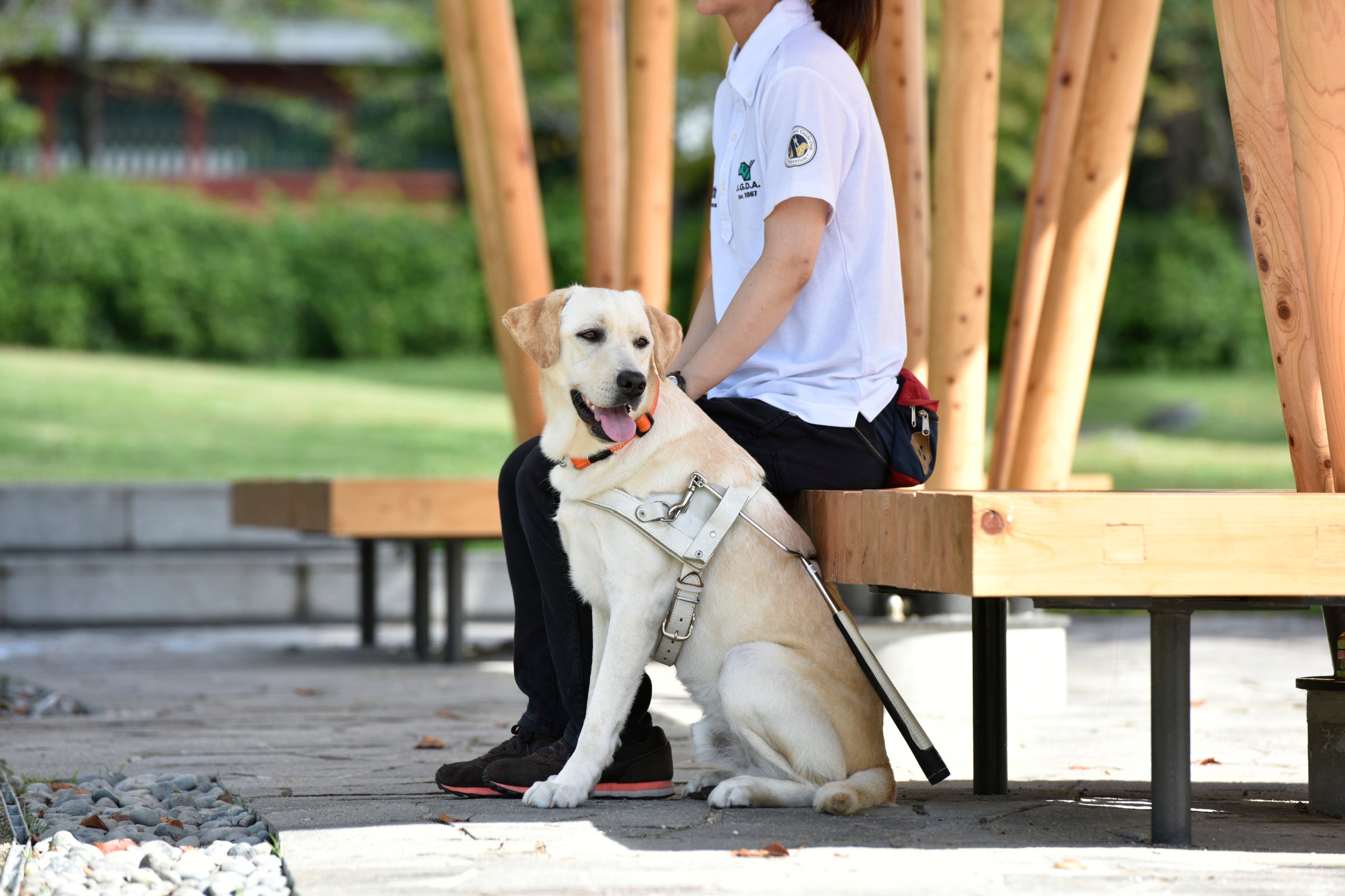 写真提供：日本盲導犬協会