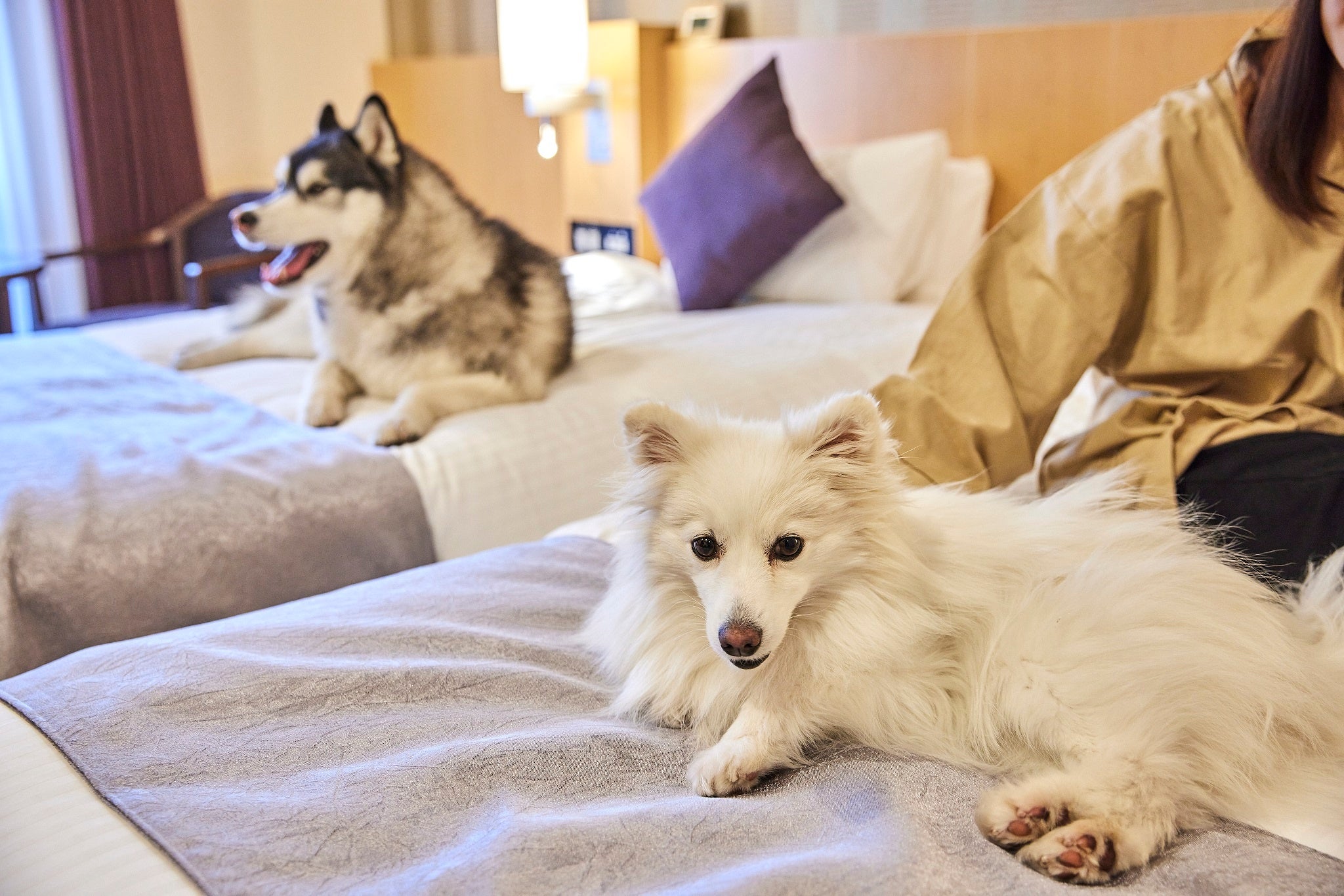 ベッドでもワンちゃんと一緒に過ごせます。