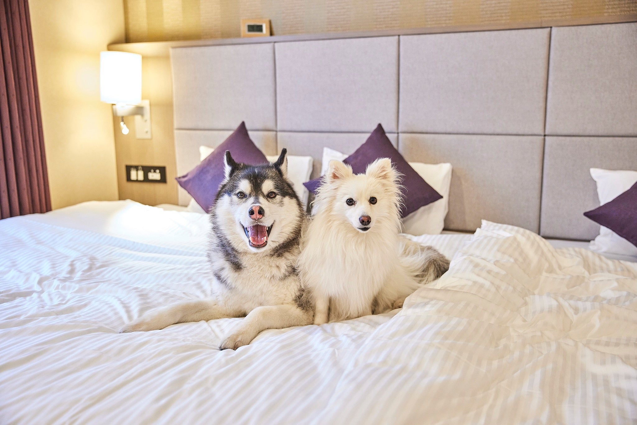 ワンちゃんと泊まれるホテルならではの体験イベントを開催します