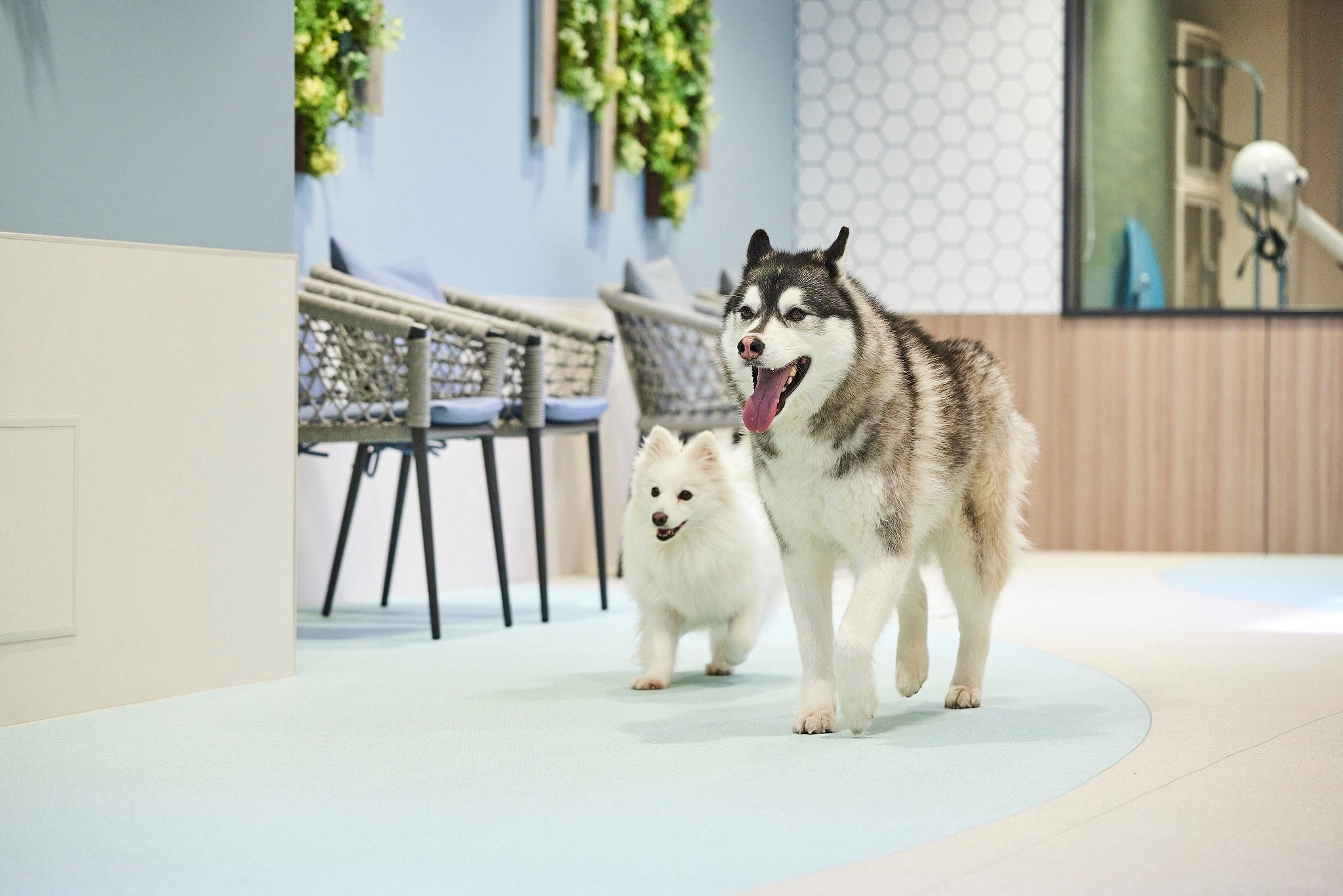 屋内ドッグランも完備