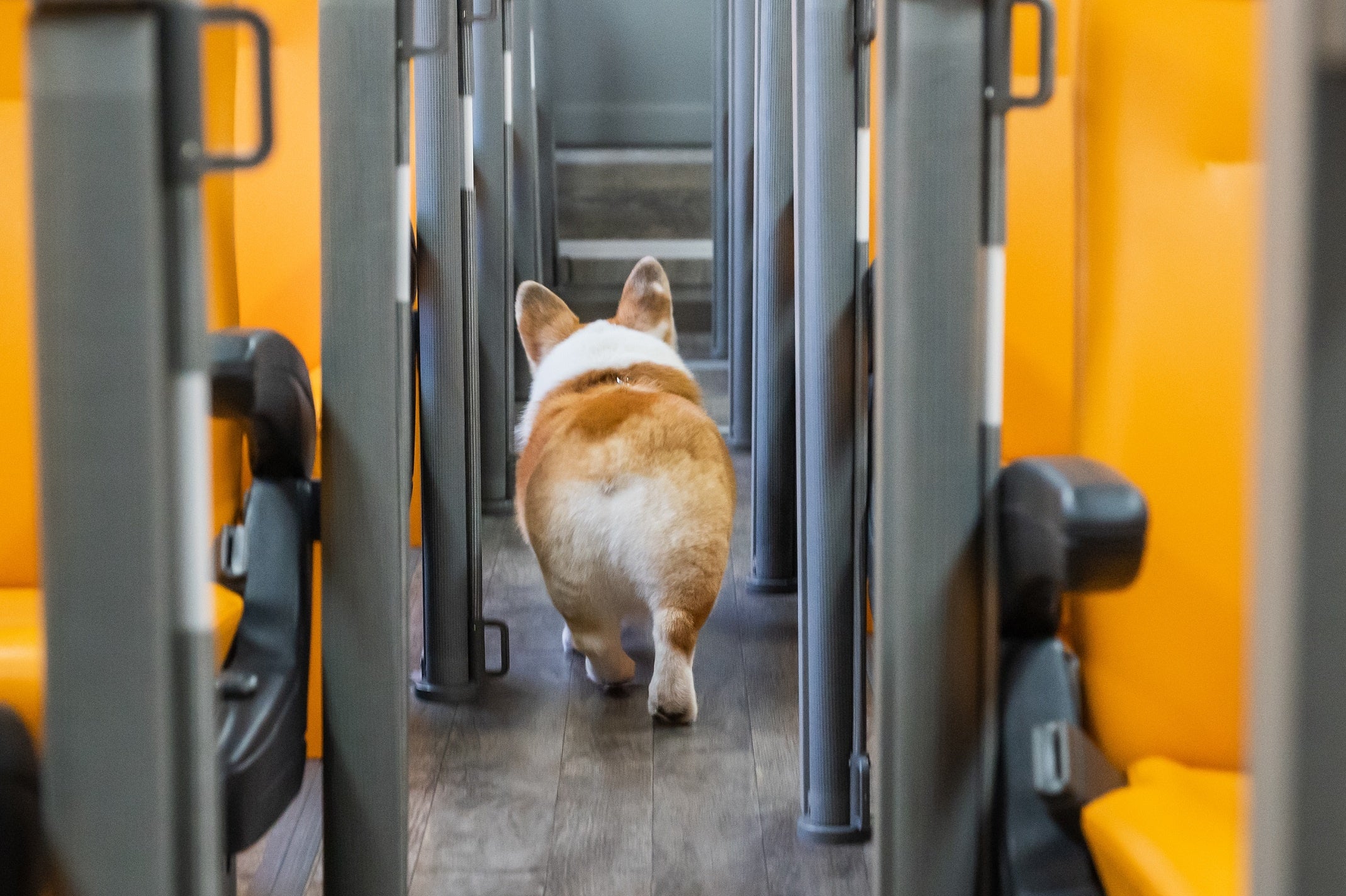 愛犬が歩きやすい床材を採用